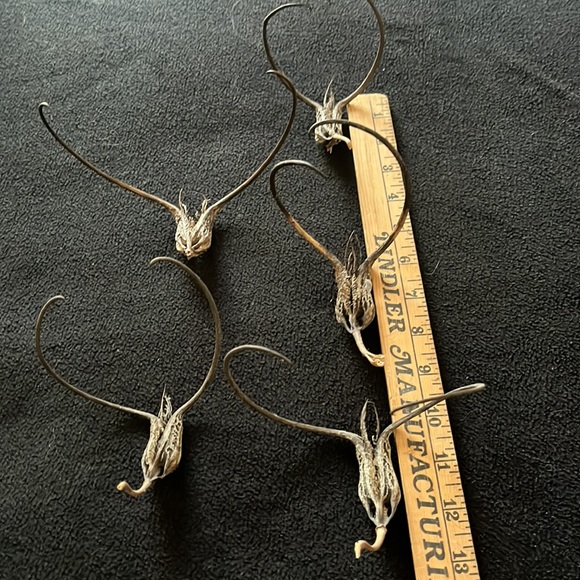 Other - Devil’s Claw